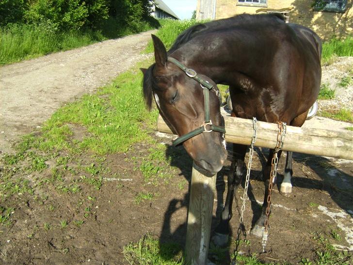 Trakehner magic wunder billede 4