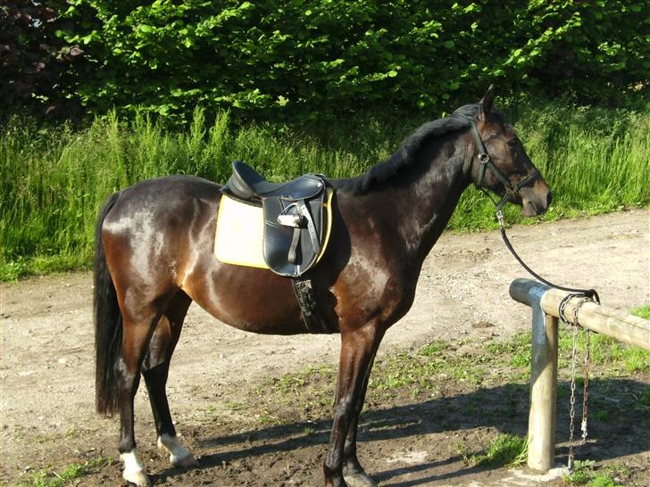 Trakehner magic wunder billede 5