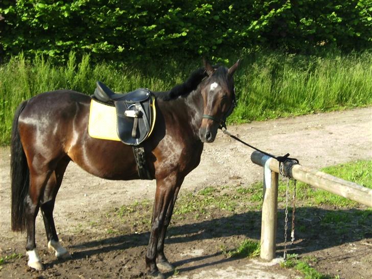 Trakehner magic wunder billede 6