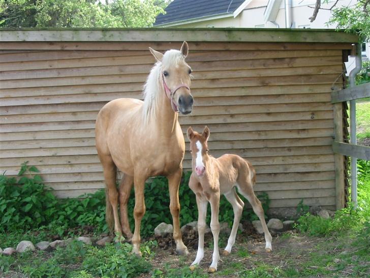 Palomino  Klepholms Serena - Serena og Malik samme dag billede 2