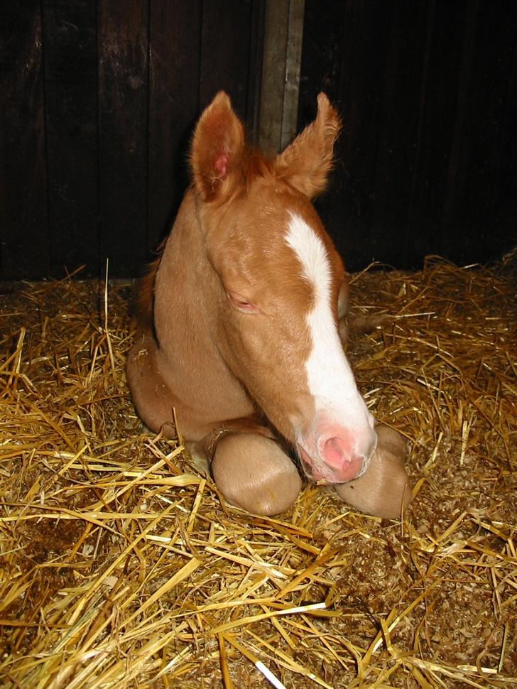 Palomino  Klepholms Serena - Malik 1 time gammel billede 3