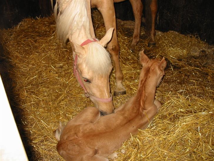 Palomino  Klepholms Serena - velkommen til verden min søn billede 4