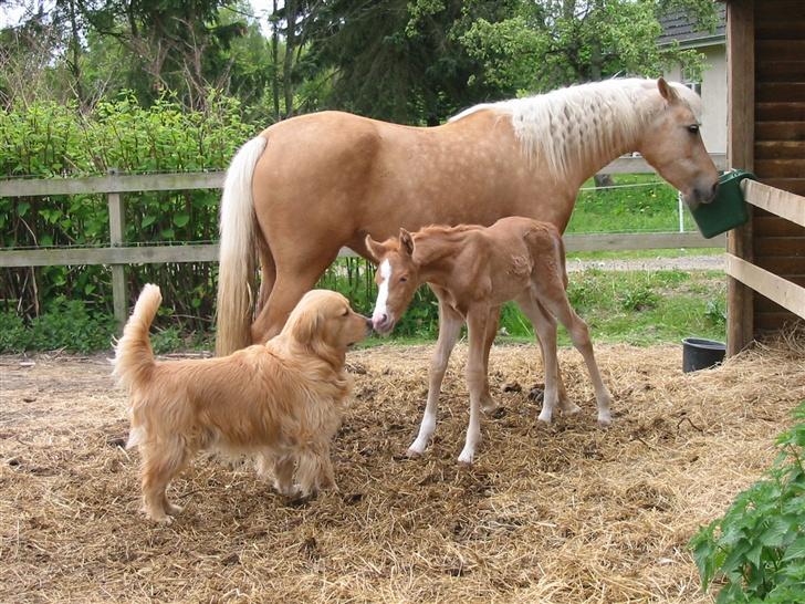 Palomino  Klepholms Serena - Mor spiser, hvem er ham den lille ???sammen farve, men lugter sjovt billede 5