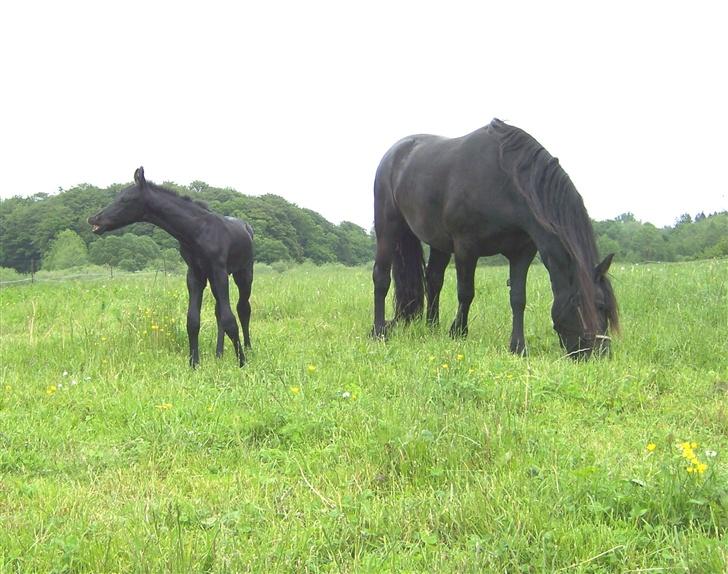 Frieser XPoseidon af Brødsgaard - VRINSK til de andre hopper man er vel hingst billede 6