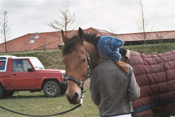 Dansk Varmblod Rambi - *DØD* - Her er Rambi og jeg færdige med at ride i MJR, vi er begge ret trætte (nok mest mig) og meget tilfredse! billede 20