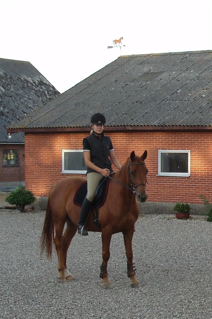 Dansk Varmblod Lazall Harkjær (pinki) billede 12