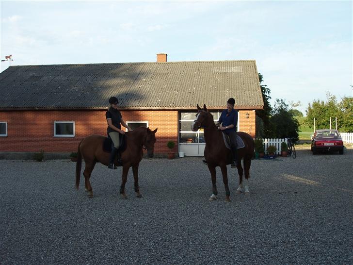 Dansk Varmblod Lazall Harkjær (pinki) - På tur med mor (dobbel betydning) billede 13