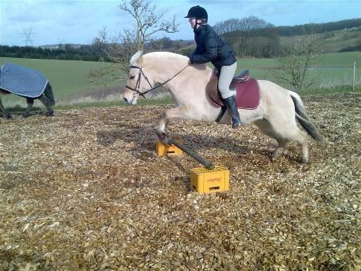 Fjordhest Tøsen billede 16