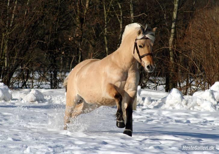 Fjordhest Tøsen - Fotograf Røsle Dyre billede 17