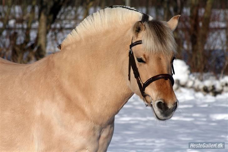 Fjordhest Tøsen - Fotograf Røsle Dyre billede 18