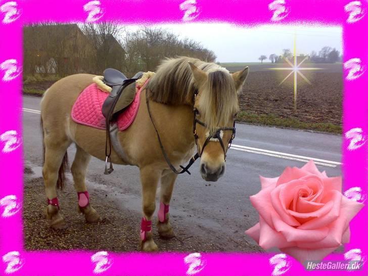 Fjordhest Lotte - Lotte i sit nye kluns :b billede 1