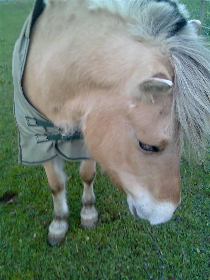 Fjordhest Lotte - Lotte billede 2