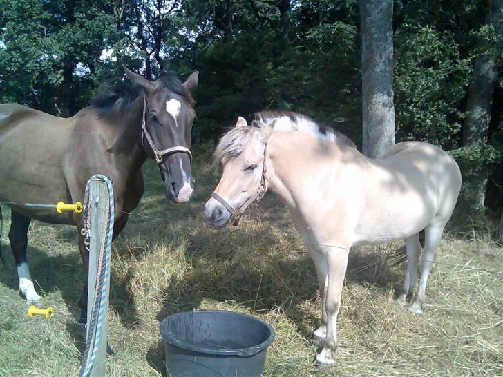 Fjordhest Lotte - Lotte & Anak, På sommergræs på Gersdorflund :) billede 4