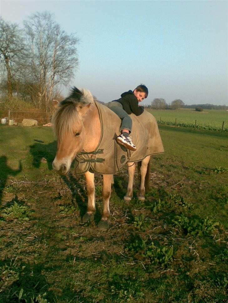 Fjordhest Lotte - Lotte & Marcus, Marcus er blevet helt vild med at ligge på hende, hver gang jeg går ud på marken kommer han løbende og stiller sig hen til Lotte og beder mig om at hjælpe ham op :b billede 5