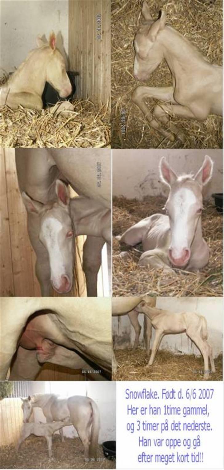 Palomino Mr. SnowFlake *SOLGT* billede 2