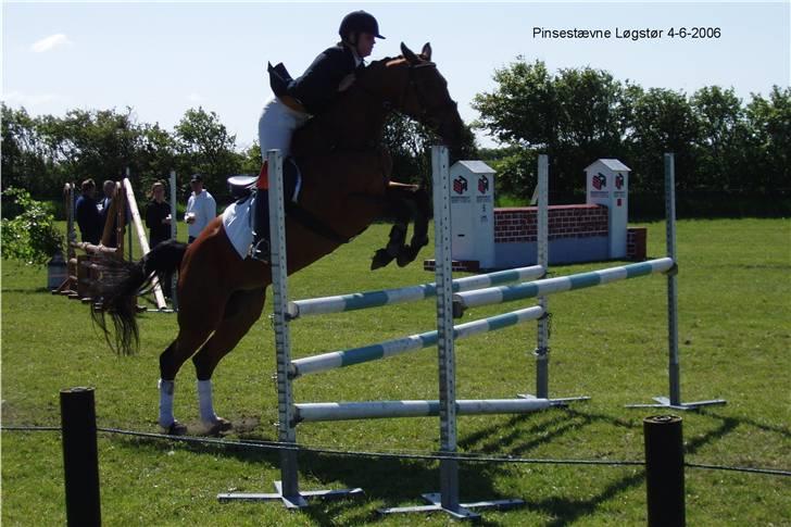 Dansk Varmblod Losell billede 1