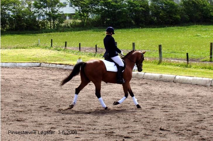 Dansk Varmblod Losell billede 2