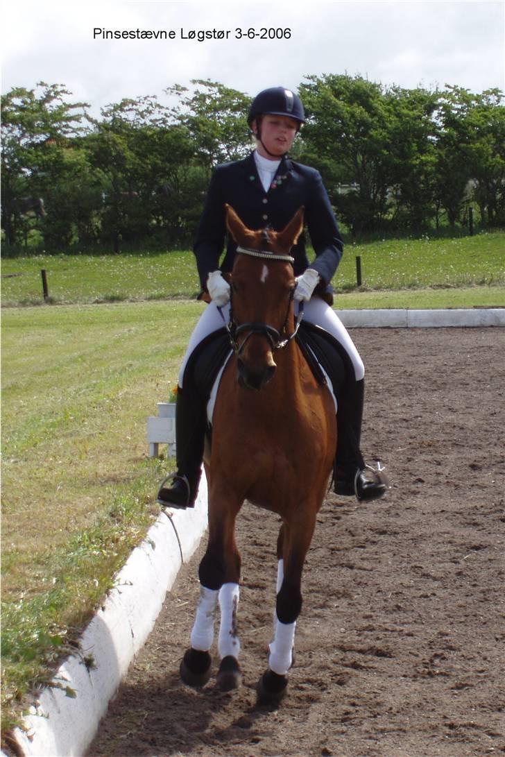 Dansk Varmblod Losell billede 3