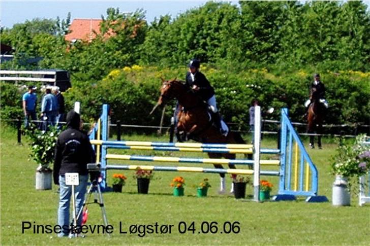 Dansk Varmblod Losell billede 4