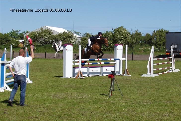 Dansk Varmblod Losell billede 5