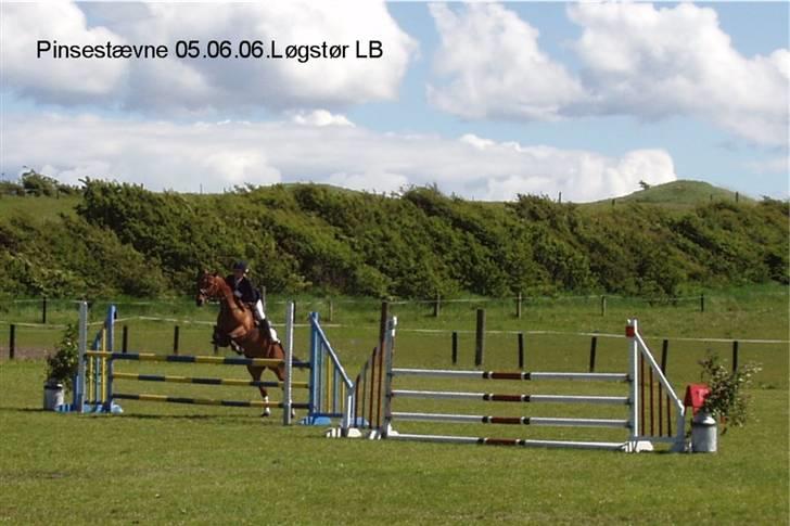 Dansk Varmblod Losell billede 6