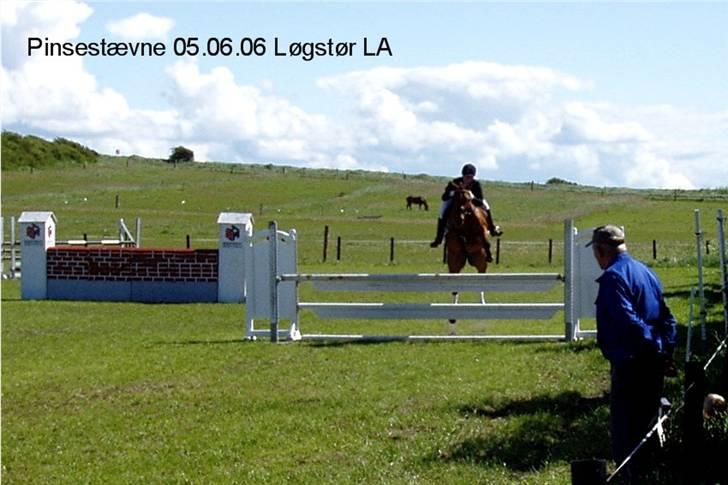 Dansk Varmblod Losell billede 7