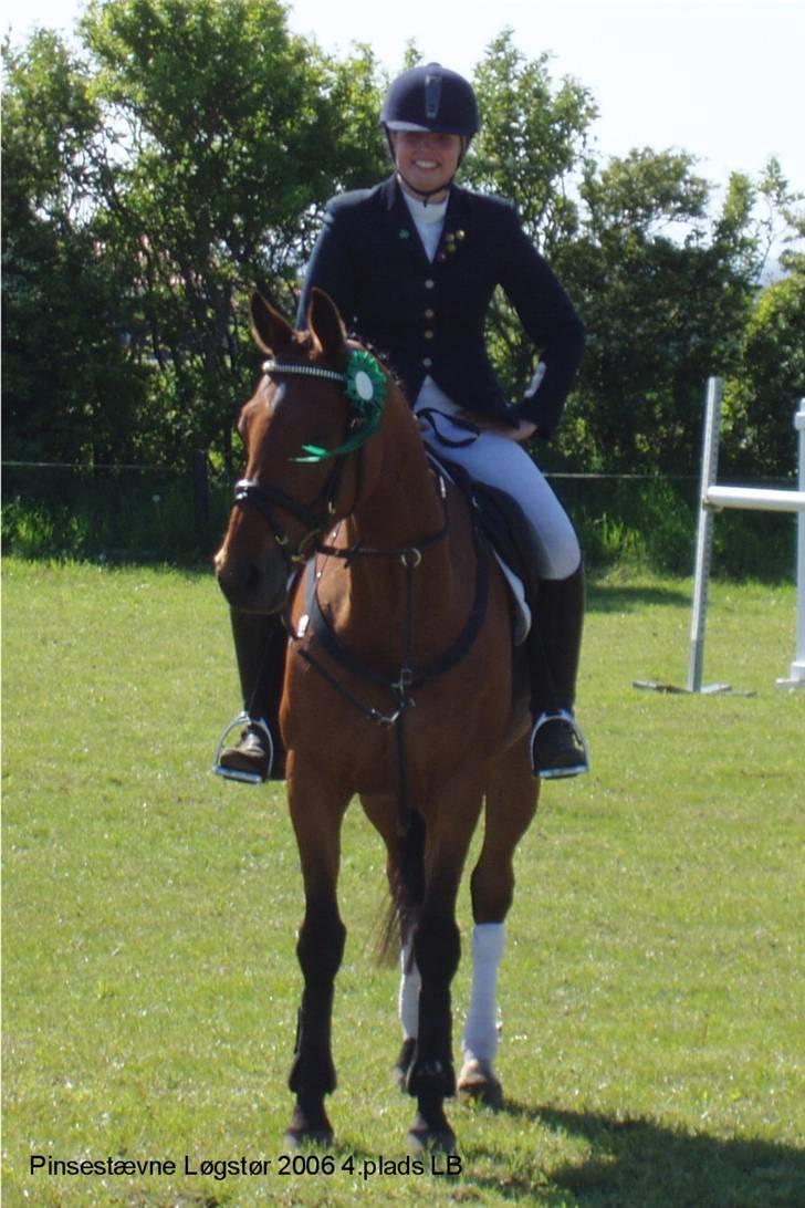 Dansk Varmblod Losell billede 8