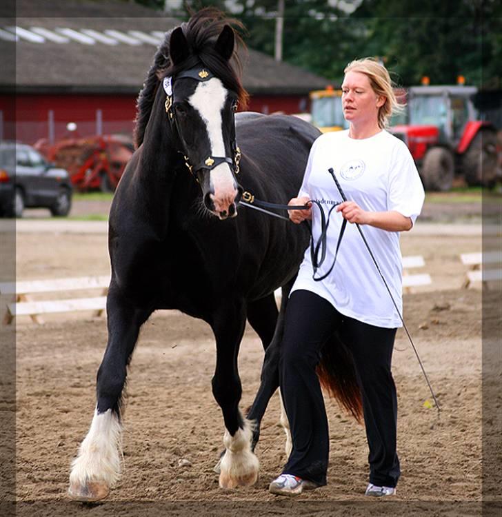 Irish Cob Crossbreed Morrigan STER & CHAMPION - # 13 - Kåring Storehestedag. billede 12