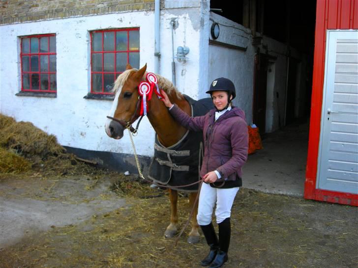 Welsh Cob (sec D) Mondetgårds Lady Duchess - 20. Vi er lige kommet hjem fra stævnet i Tylstrup, 2 første pladser ;D elsker dig Lady! :D <33 2008 billede 16