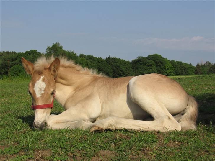 Haflinger Vidtskue Olivia *SOLGT* - Hun ligger ned :D billede 5