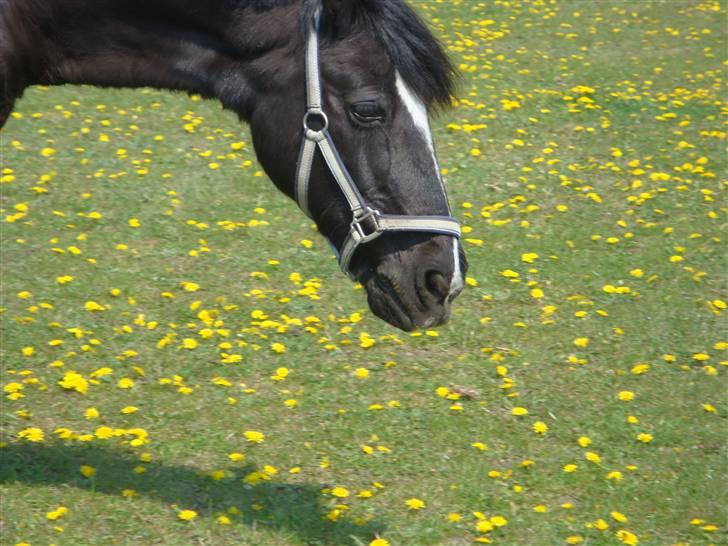 Welsh Cob (sec D) jet jewel "jj" *solgt* billede 3