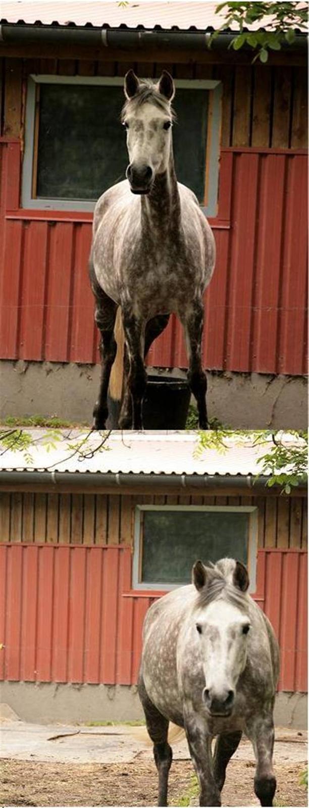 Anden særlig race Tamara *UDLÅNT* - Hey ... hvor ska du hen .... vent på moi .... billede 8