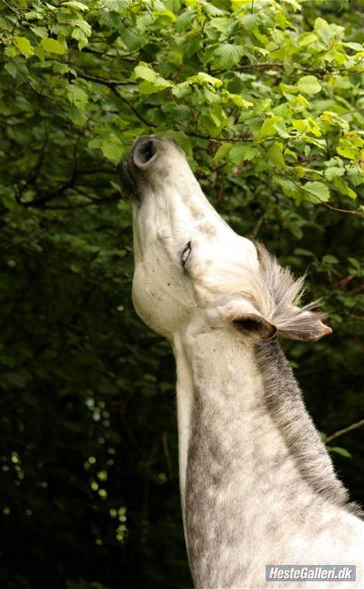 Anden særlig race Tamara *UDLÅNT* - Hmm .... Hvorfor ikk bare ta en bid eller tre a træet, så behøver man jo ikk gå hele vejen op på folden ... billede 12