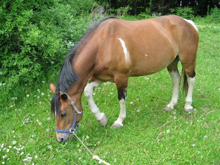 Anden særlig race Marcie *død* billede 2