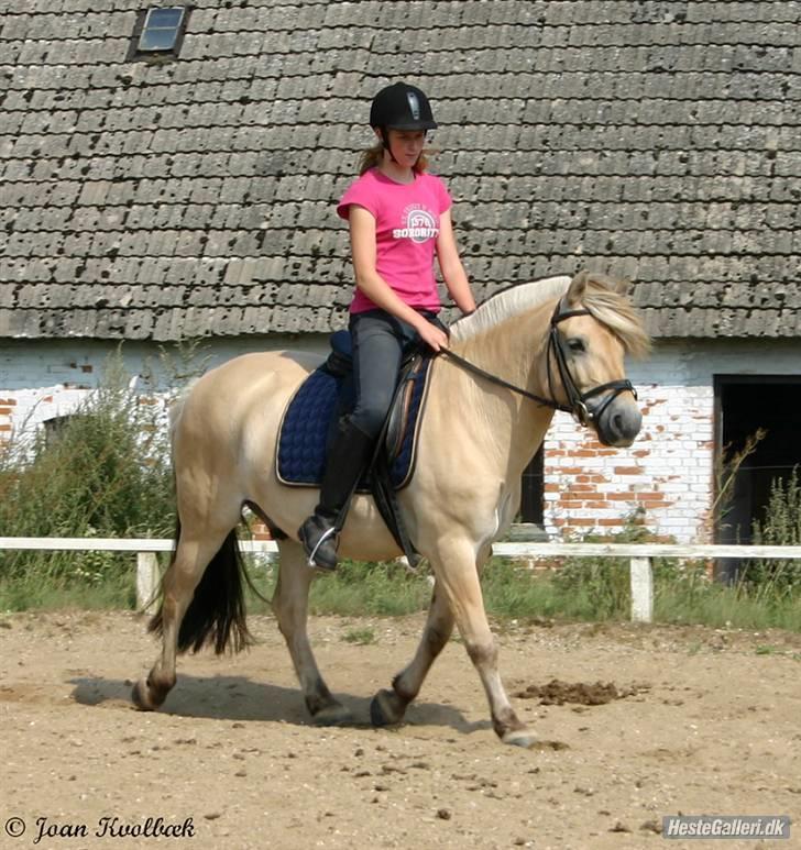 Fjordhest Leonardo  - Sommer 07. fotograf: Joan kvolbæk. billede 11