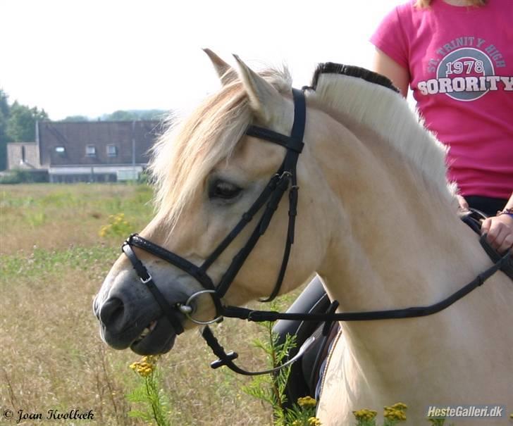 Fjordhest Leonardo  - Sommer 07. Fotograf: Joan kvolbæk. billede 12