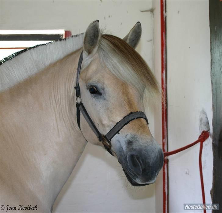 Fjordhest Leonardo  - Den dejlige dreng i stalden - sommer 07. Fotograf: Joan Kvolbæk. billede 1