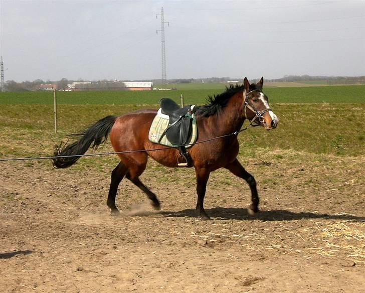 Dansk Varmblod Canto (kanne) (solgt) <3 - canto.. smuk.. han er såå dytig.. :D billede 12