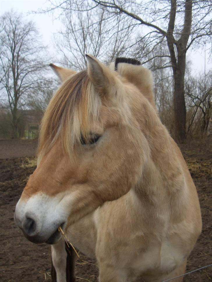 Fjordhest Leonardo  billede 13