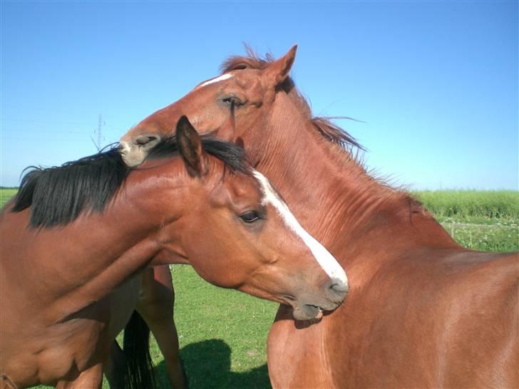 Dansk Varmblod Canto (kanne) (solgt) <3 billede 13