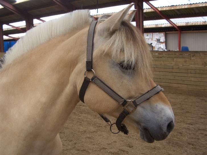 Fjordhest Leonardo  - Et hovedbilled af dejlige Leo <3 billede 14