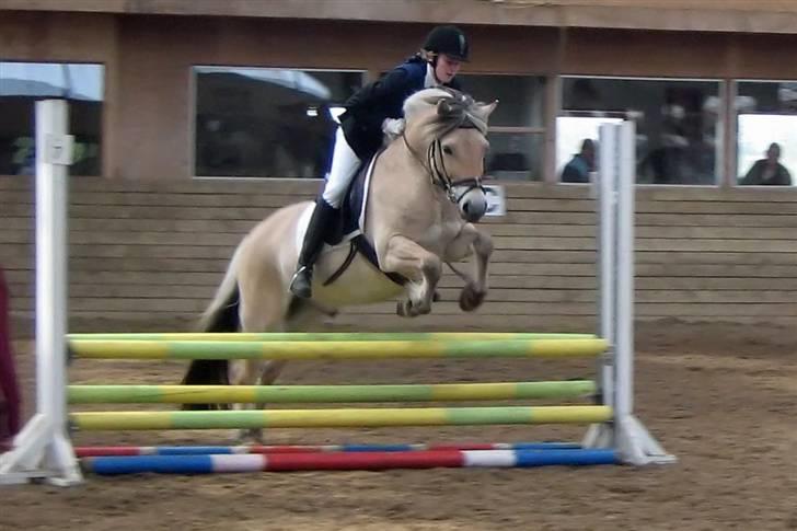 Fjordhest Leonardo  - LD spring. Fotograf: Joan Kvolbæk. billede 2