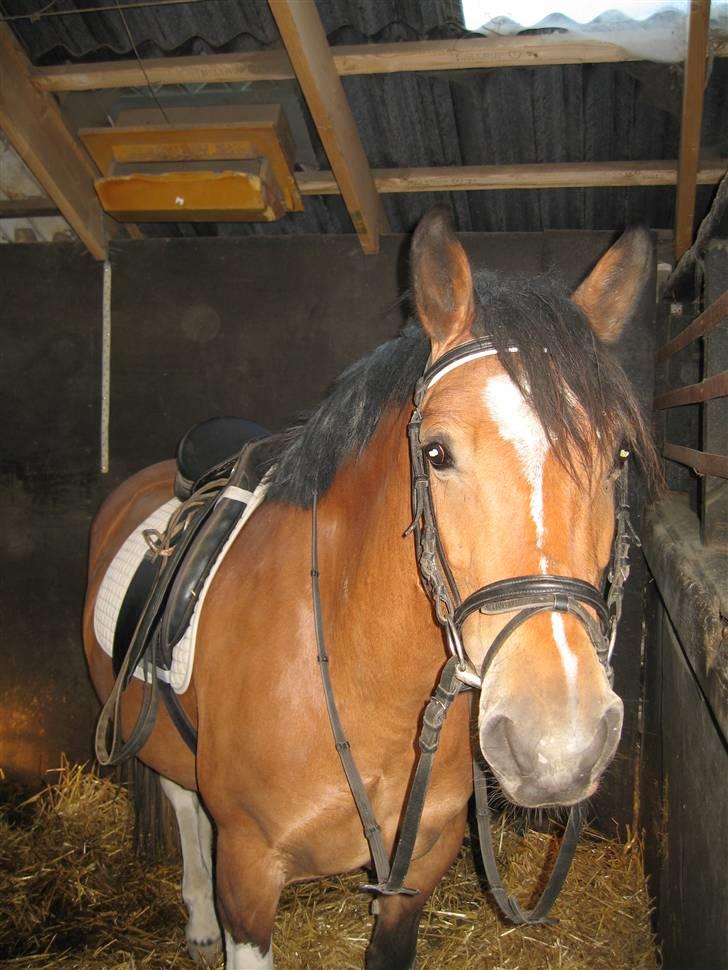 Anden særlig race Marcie *død* billede 3