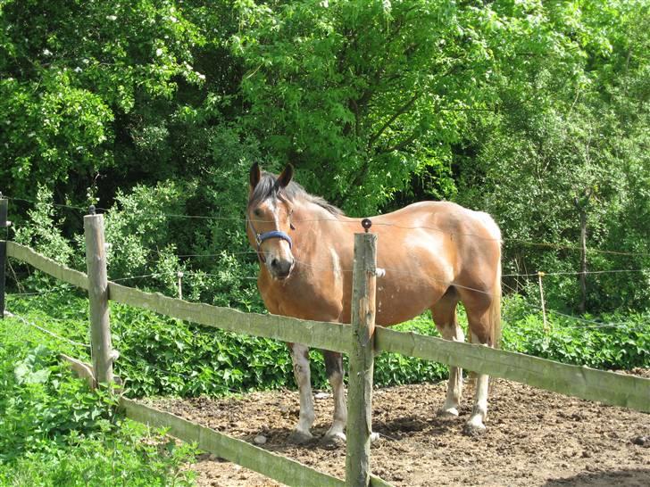 Anden særlig race Marcie *død* billede 4