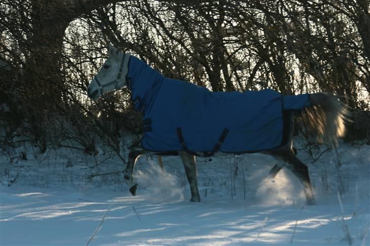 Anden særlig race Tamara *UDLÅNT* - En meget frisk Tamara, i fuld galop på folden .. December 2009 ... billede 14