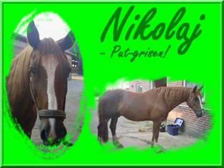 Welsh Cob (sec D) Nikolaj - Hej... Og velkommen til... billede 1
