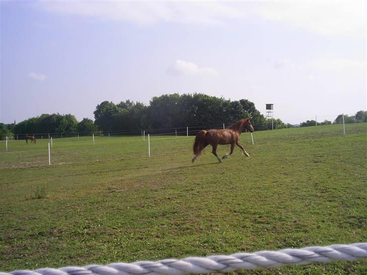Welsh Cob (sec D) Nikolaj - Lækker trav... billede 2