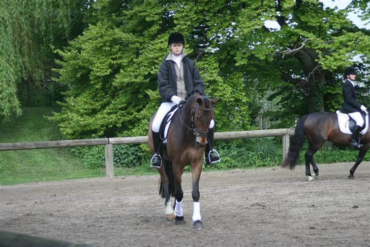 Anden særlig race Nicko - Årh, hvor er han smuk! <3 Opvarmning på Allerupgaard. Foto: Anna N billede 8