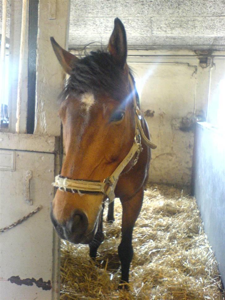 Anden særlig race Don Juan "Gammel part" billede 5