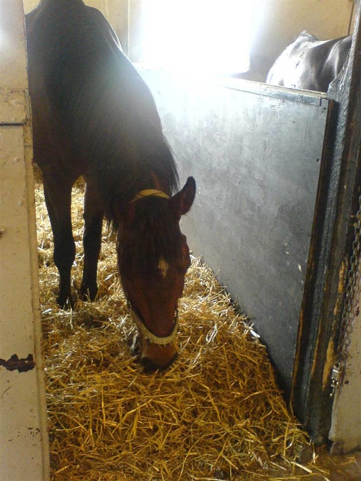 Anden særlig race Don Juan "Gammel part" - mmm, mums ;b billede 6